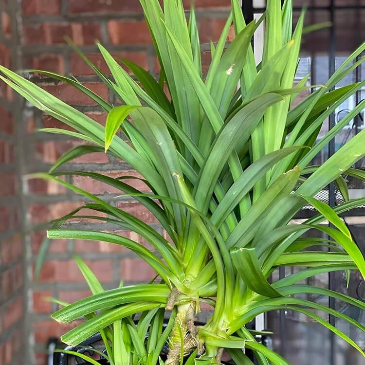Pandan Seeds - Vegetable Plant for Home Gardens