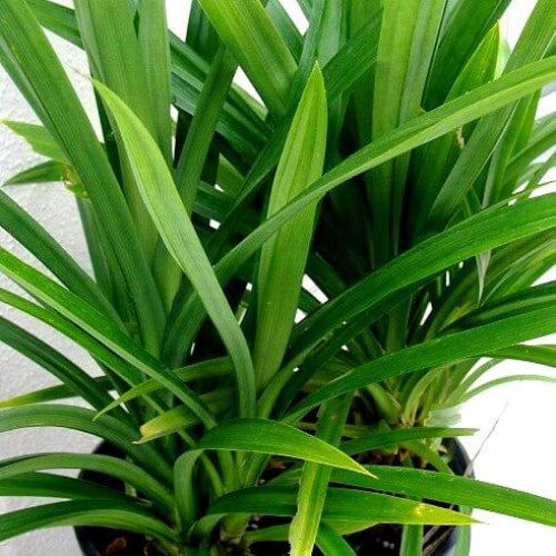 Pandan Seeds - Vegetable Plant for Home Gardens