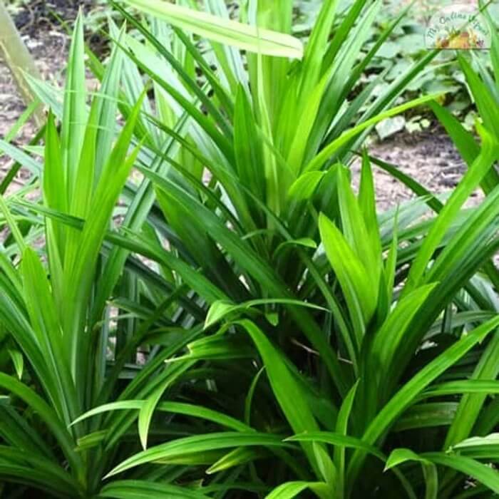 Pandan Seeds - Vegetable Plant for Home Gardens
