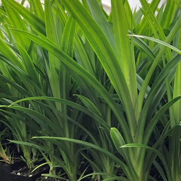 Pandan Seeds - Vietnam Culinary