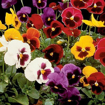 Giant Ruby Pansy Seeds – Flower Plant