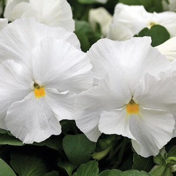 Pansy Seeds – White