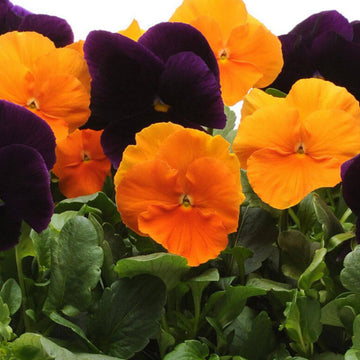 Pansy Seeds – Halloween Mix