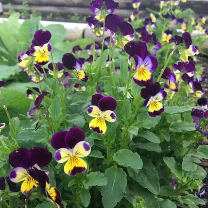 Pansy Heartsease Seeds