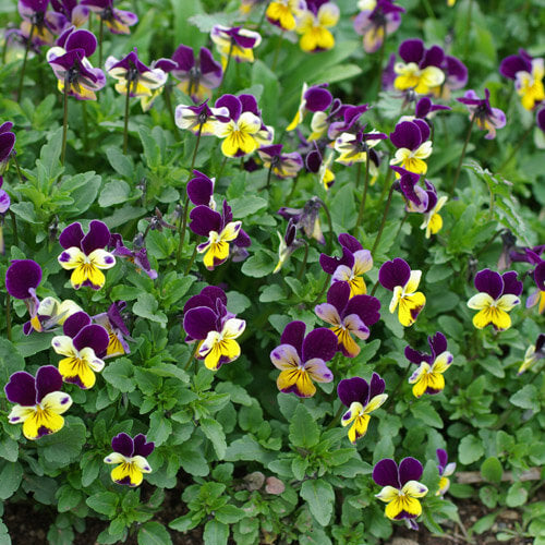 Pansy Heartsease Seeds 