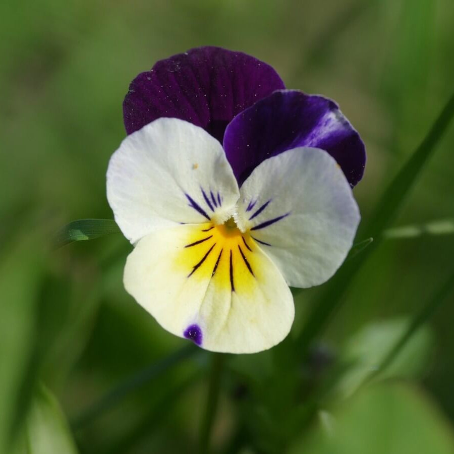 Pansy Heartsease Seeds 