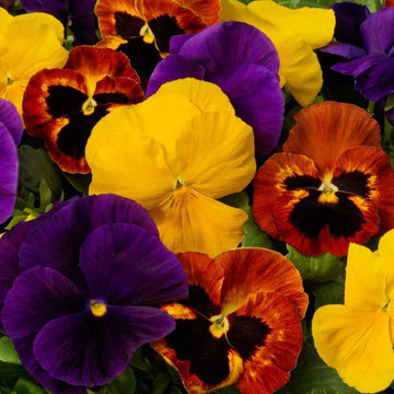 Pansy Seeds – Giant Ruby