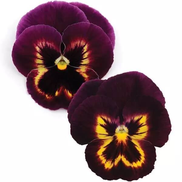 Pansy Matrix Sangria Seeds