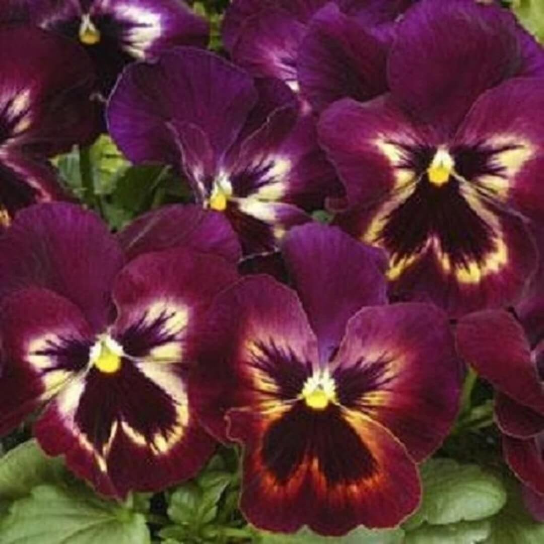 Pansy Matrix Sangria Seeds