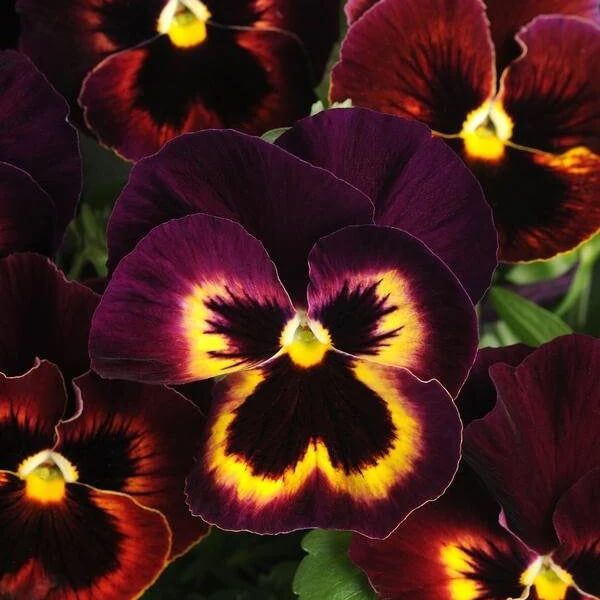 Pansy Matrix Sangria Seeds