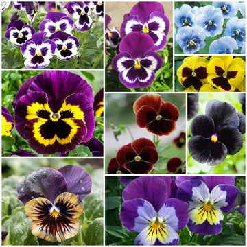 Pansy Seeds - All In One For Home Gardens