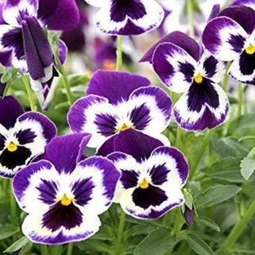 Pansy Seeds - All In One For Home Gardens