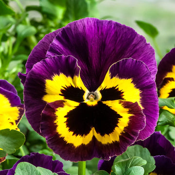 Pansy Seeds - All In One For Home Gardens