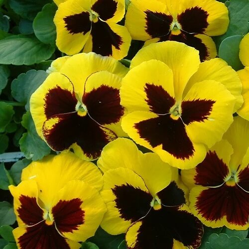 Pansy Seeds - All In One For Home Gardens