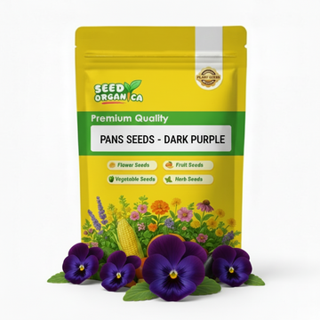 Pansy Seeds - Dark Purple
