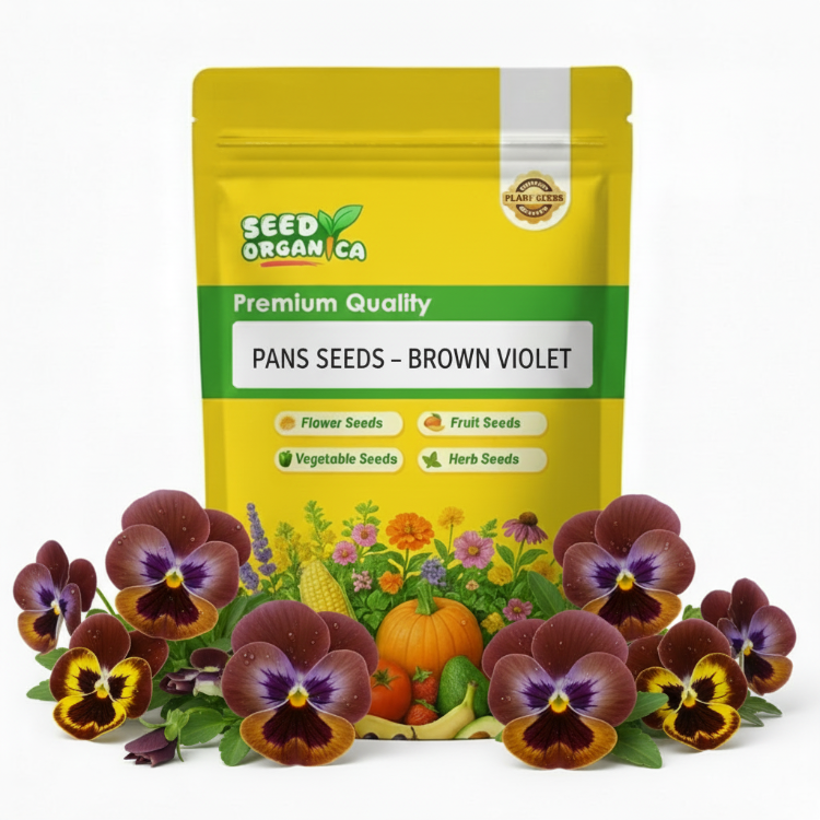 Pansy Seeds – Brown Violet