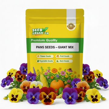 Pansy Seeds – Giant Mix