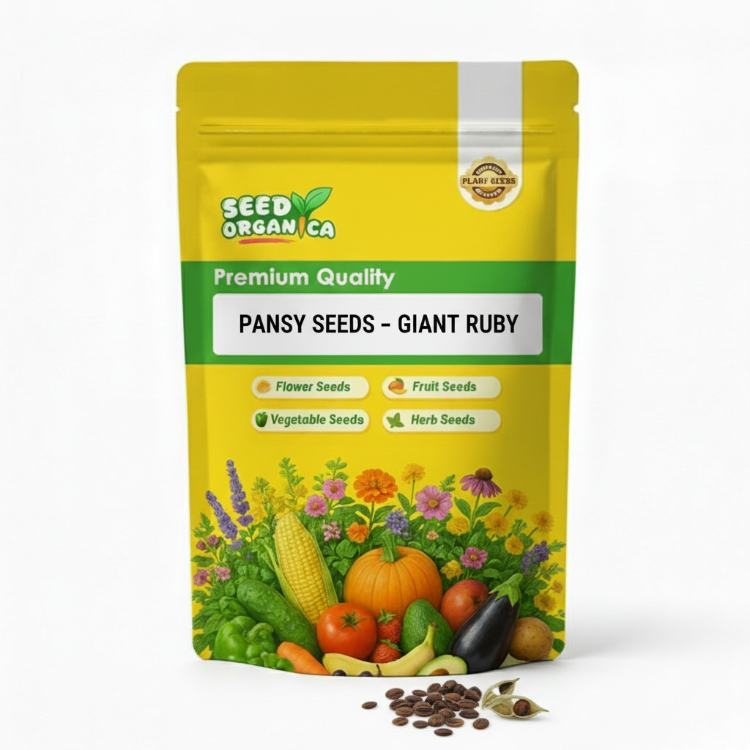 Pansy Seeds – Giant Ruby