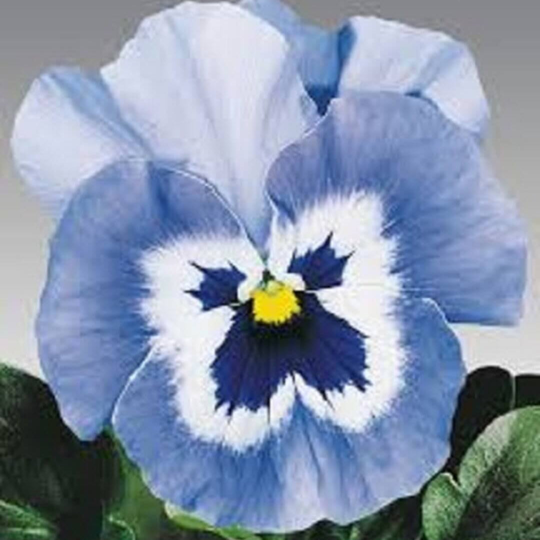 Pansy Seeds Joker Light Blue Seeds