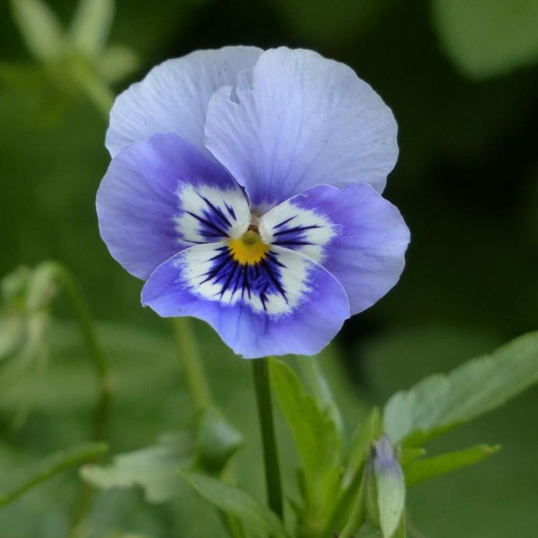 Pansy Seeds Joker Light Blue Seeds