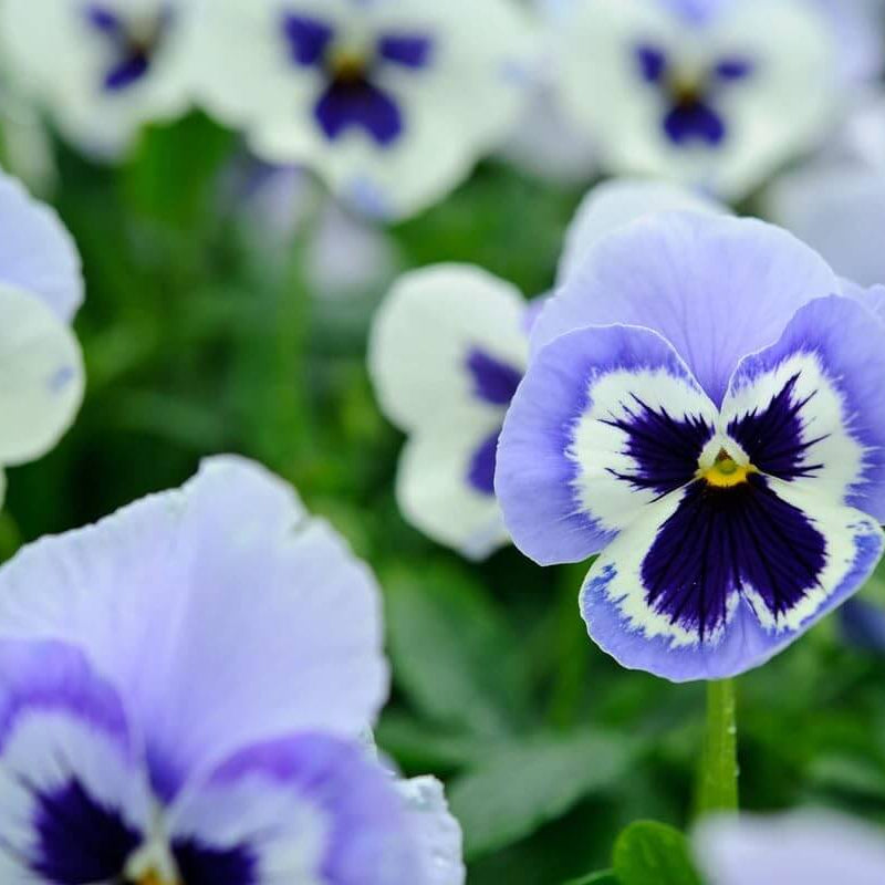 Pansy Seeds Joker Light Blue Seeds