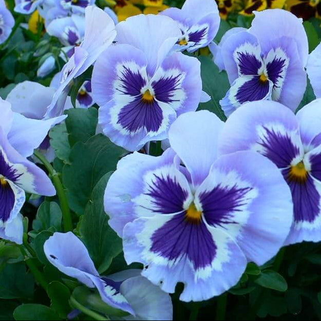 Pansy Seeds Joker Light Blue Seeds