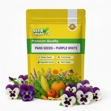 Pansy Seeds – Purple White