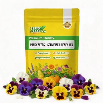 Pansy Seeds – Schweizer Riesen Mix