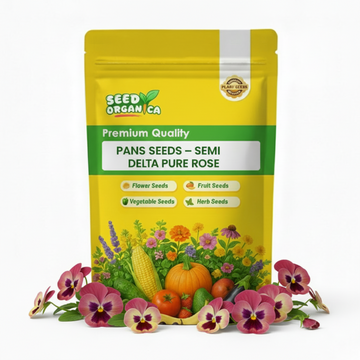 Pansy Seeds – Semi Delta Pure Rose