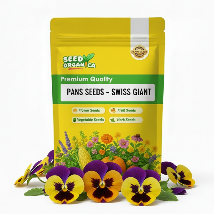 Pansy Seeds – Swiss Giant