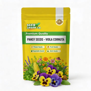 Pansy Seeds – Viola Cornuta
