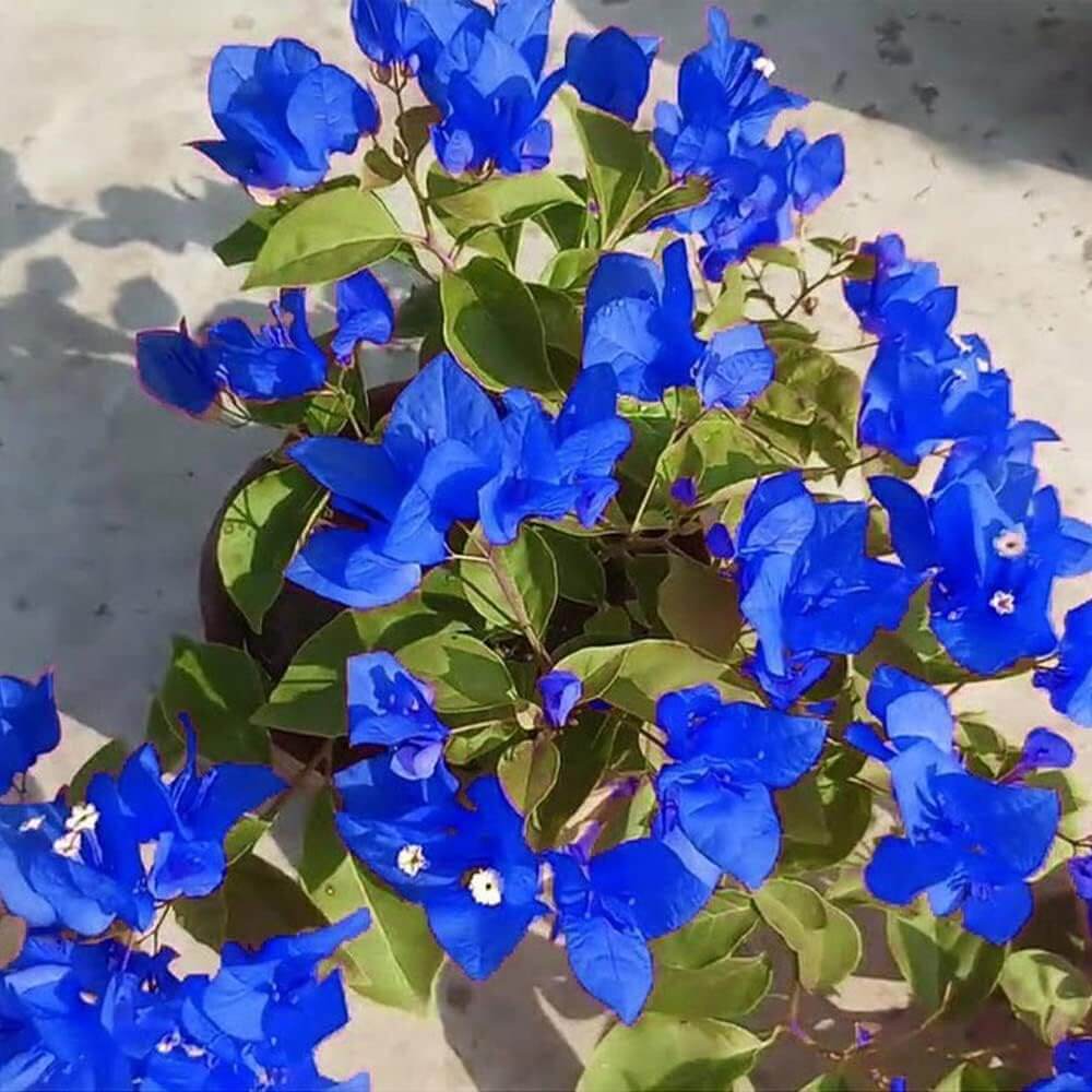 Paper Flower Seeds - Flower Plant
