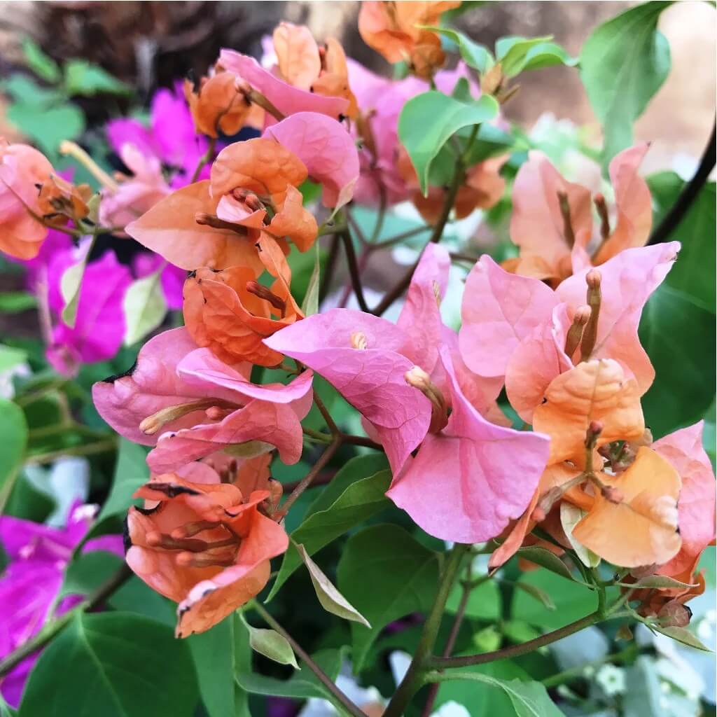 Paper Flower Seeds - Flower Plant