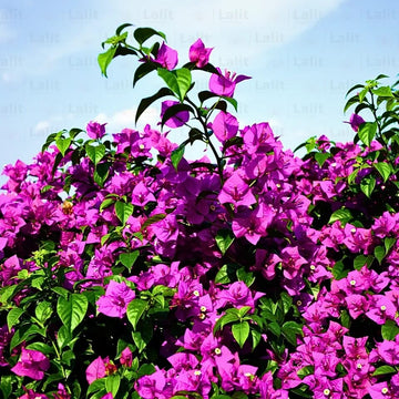 Paper Vine Seeds - Flower Plant