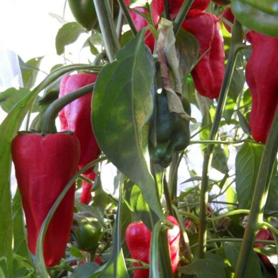 Paprika Pepper Seeds – Leutschauer