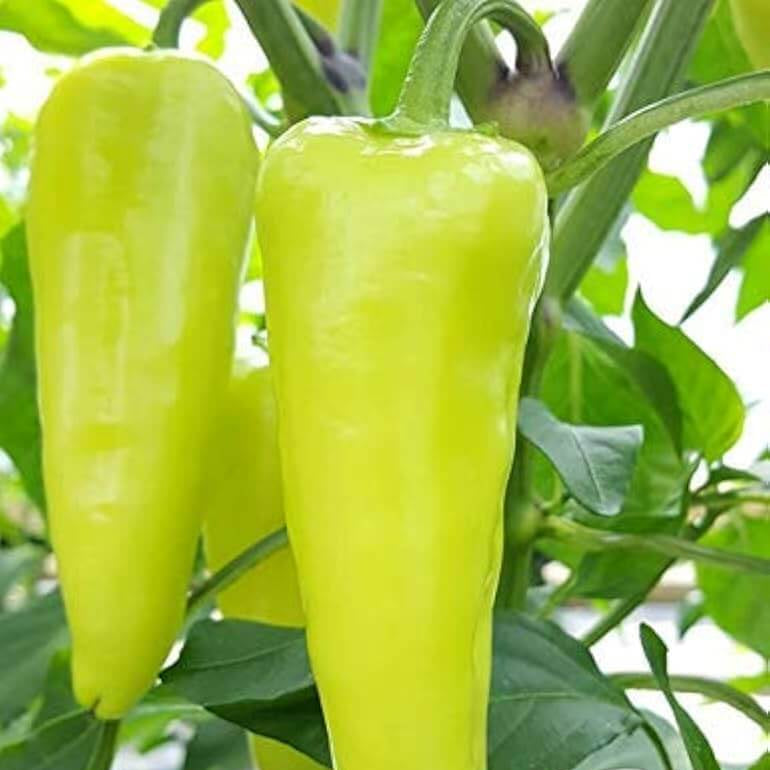 Paprika Pepper Seeds – Capsicum annuum