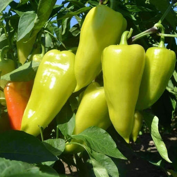 Paprika Pepper Seeds – Capsicum annuum