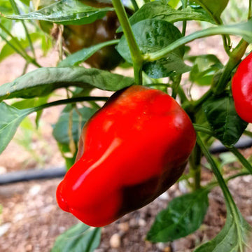 Paprika Pepper Seeds – Leutschauer
