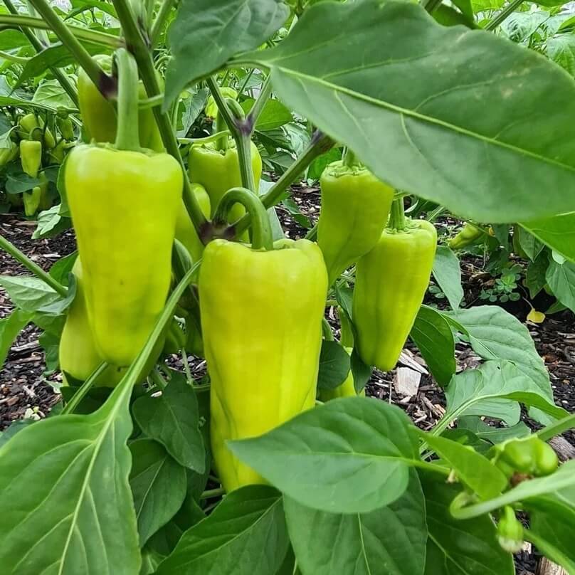 Paprika Pepper Seeds – Capsicum annuum
