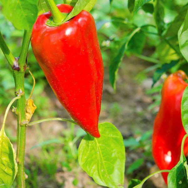 Paprika Pepper Seeds – Leutschauer