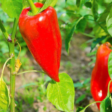 Paprika Pepper Seeds – Leutschauer
