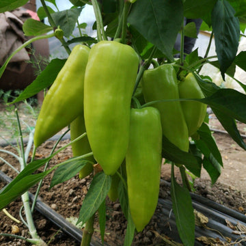 Paprika Seeds – Szegedi Giant