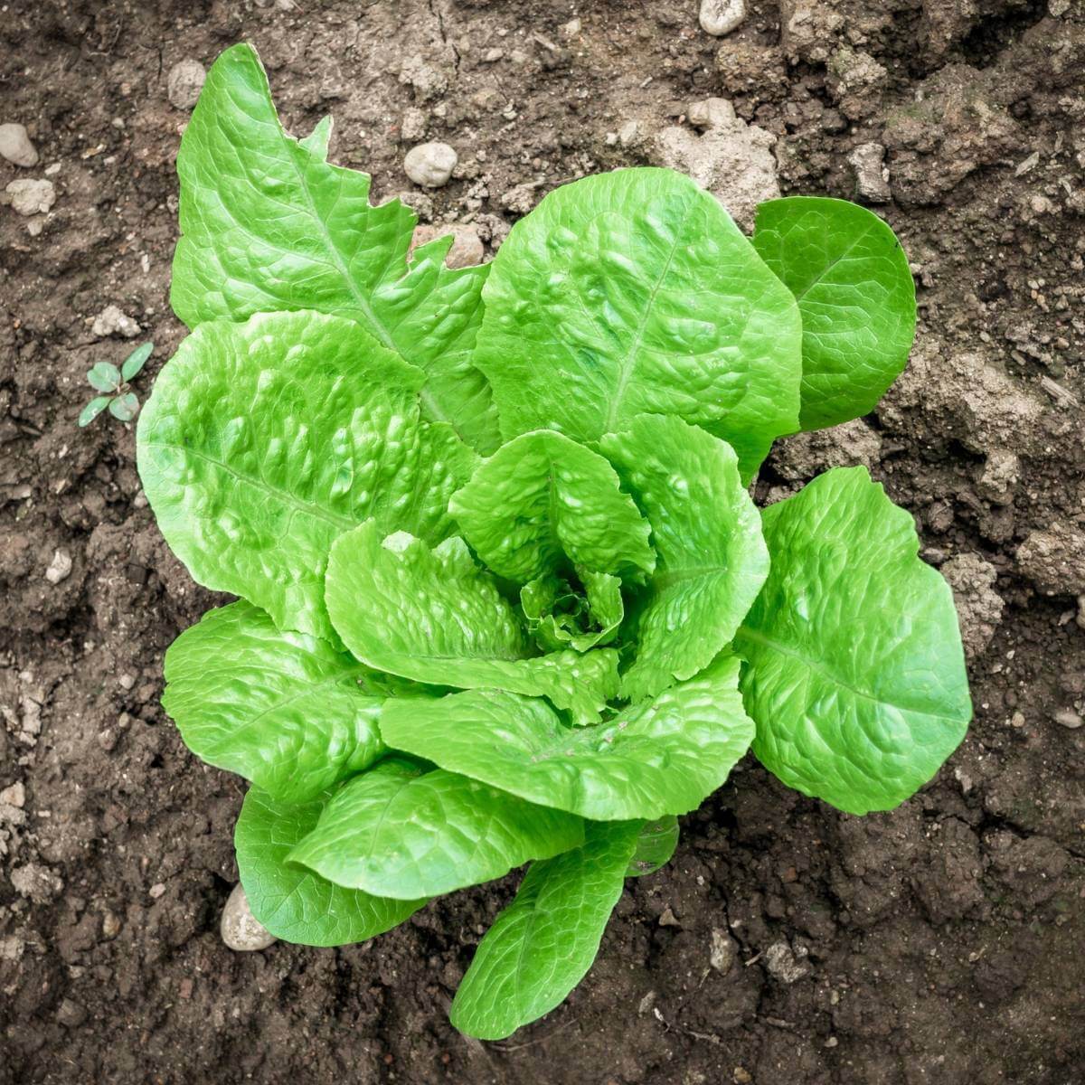Paris White Cos Lettuce Seeds | Garden Lettuce Seeds