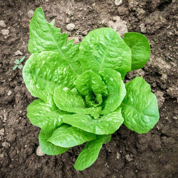 Paris White Cos Lettuce Seeds | Garden Lettuce Seeds
