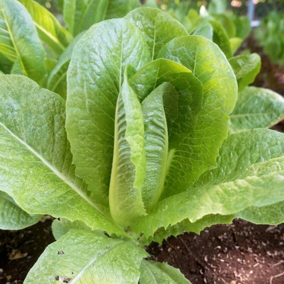 Paris White Cos Lettuce Seeds | Garden Lettuce Seeds