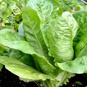Paris White Cos Lettuce Seeds | Garden Lettuce Seeds