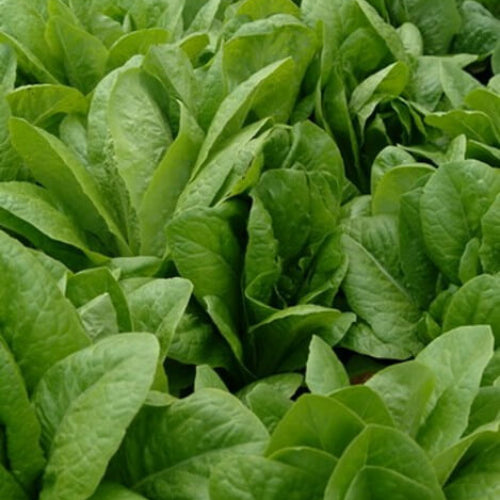 Paris White Cos Lettuce Seeds | Garden Lettuce Seeds