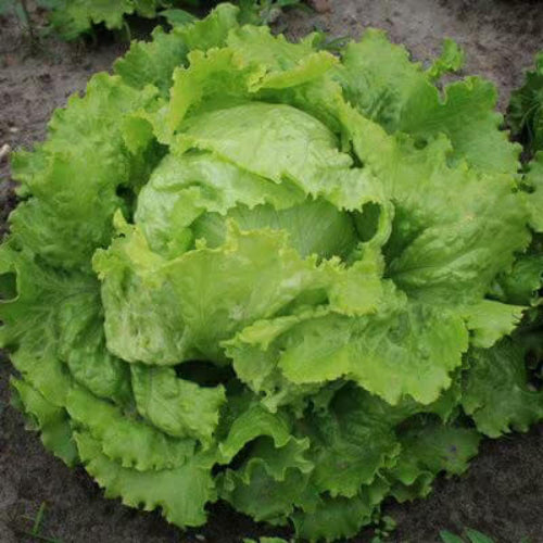 Paris White Cos Lettuce Seeds | Garden Lettuce Seeds