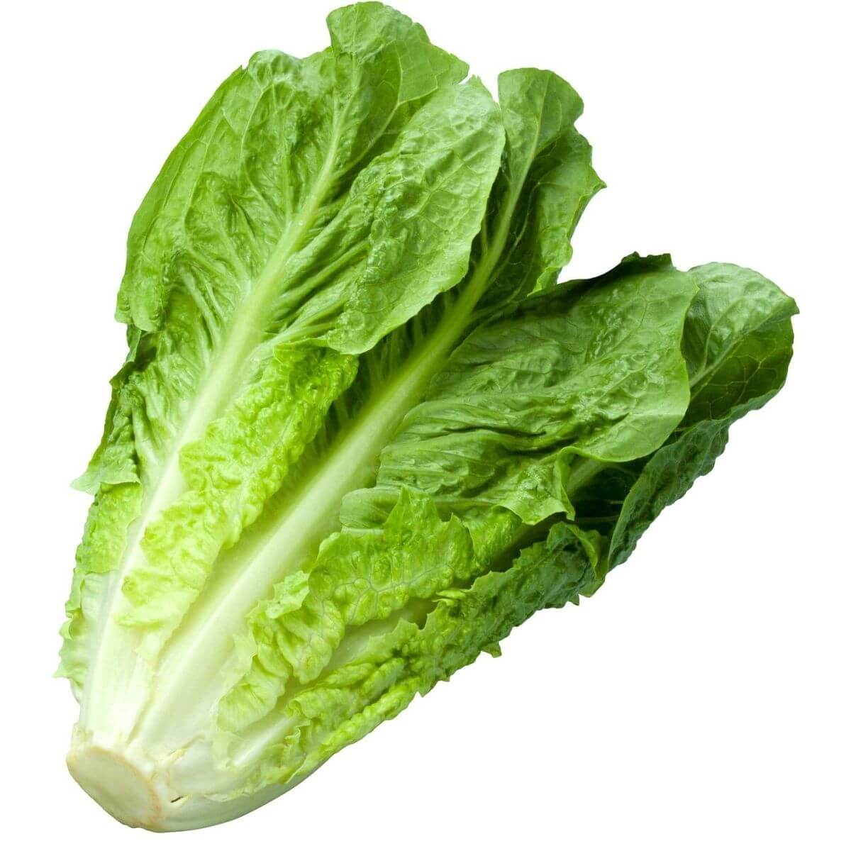 Parris Island Romaine Lettuce Seeds