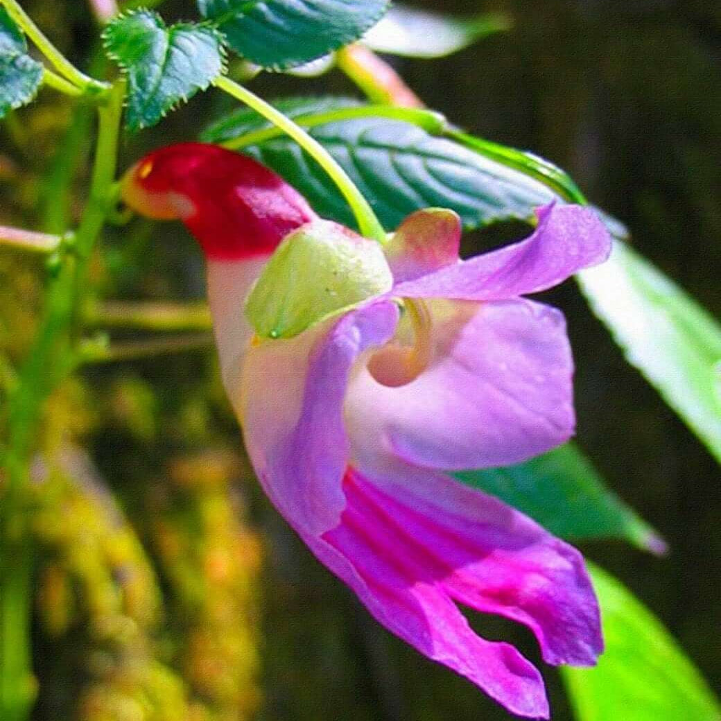 Parrot Orchid Seeds